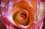 rose index